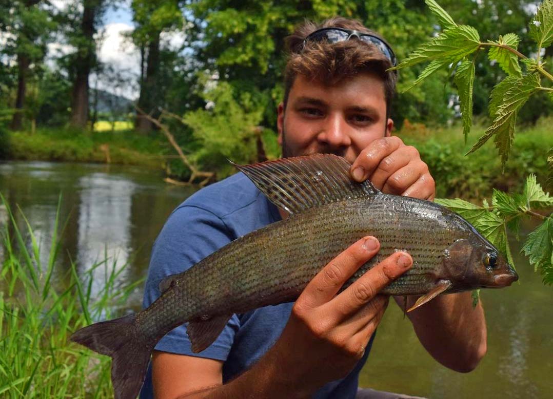 Alexander Sill Äsche 44 cm 1,2 kg Pegnitz