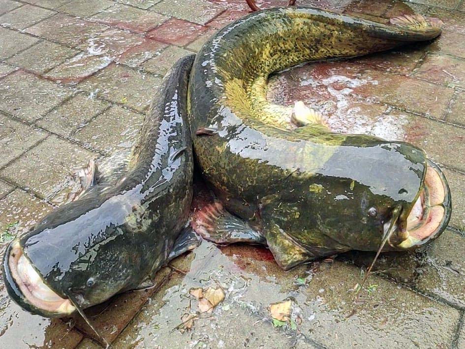 Michael May Waller 200 cm 60 kg + 152 cm 25 kg Wörnitz